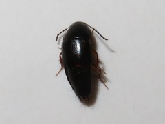 Tachinus rufipes