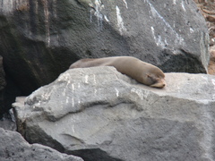 Arctocephalus galapagoensis