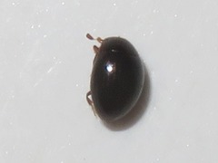 Megasternum concinnum