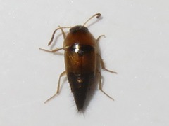 Tachyporus dispar