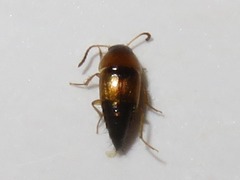 Tachyporus dispar