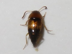 Tachyporus dispar