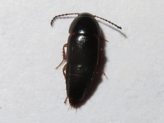 Tachinus rufipes