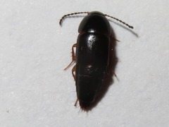 Tachinus rufipes