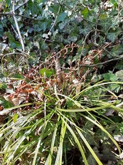 Carex digitata