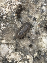 Armadillidium vulgare
