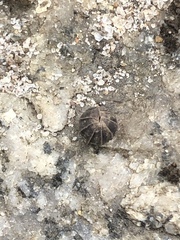 Armadillidium vulgare