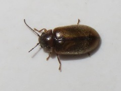 Contacyphon laevipennis