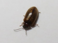 Contacyphon laevipennis