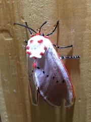 Trosia nigropunctigera