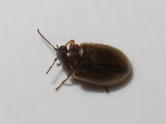 Contacyphon laevipennis