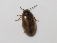 Contacyphon laevipennis