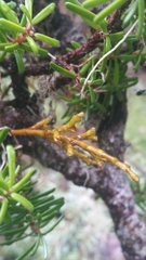 Arceuthobium tsugense