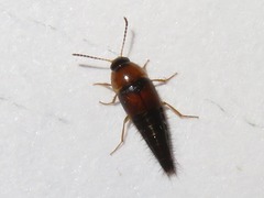 Tachyporus dispar