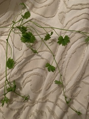 Ranunculus platensis