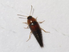 Tachyporus dispar