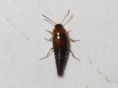 Tachyporus dispar