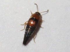 Tachyporus dispar