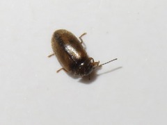 Contacyphon laevipennis