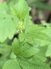 Ranunculus platensis