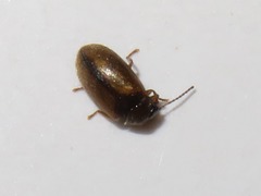 Contacyphon laevipennis