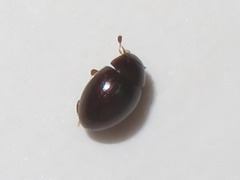 Megasternum concinnum