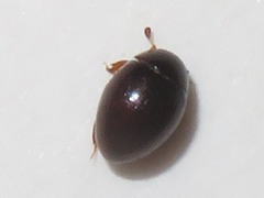 Megasternum concinnum