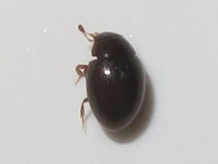 Megasternum concinnum