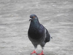 Columba livia