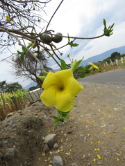 Tabernaemontana tomentosa