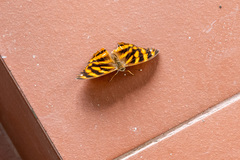 Herona marathus