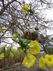 Tabernaemontana tomentosa