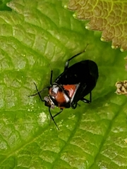 Neocapsus