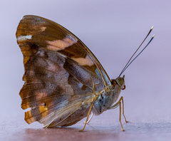 Herona marathus
