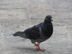 Columba livia