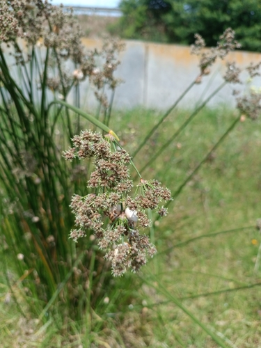 Scirpoides holoschoenus globifera