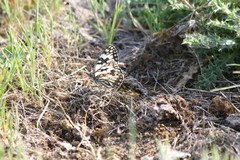 Melanargia occitanica