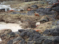 Butorides striata sundevalli