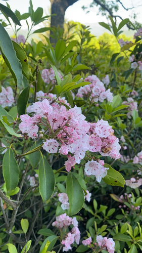 Mountain Laurel