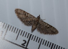 Eupithecia bolterii