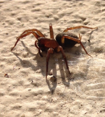 Representative image of Lycosoides