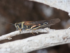 Schistocerca melanocera