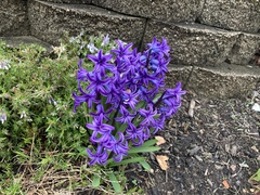 Hyacinthus