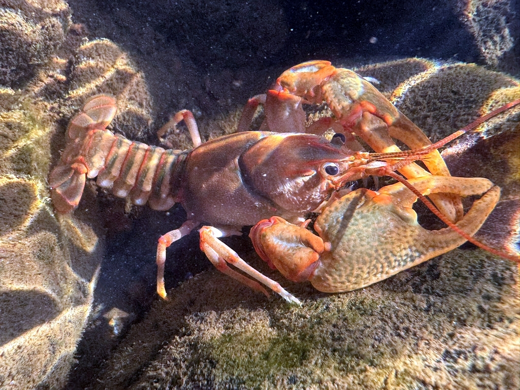 Etowah Crayfish