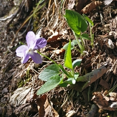Viola hirta