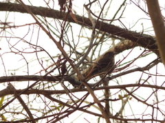Knipolegus cyanirostris