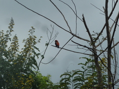 Euplectes hordeaceus