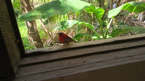 Magnificent Sunbird (Aethopyga magnifica), photo 5
