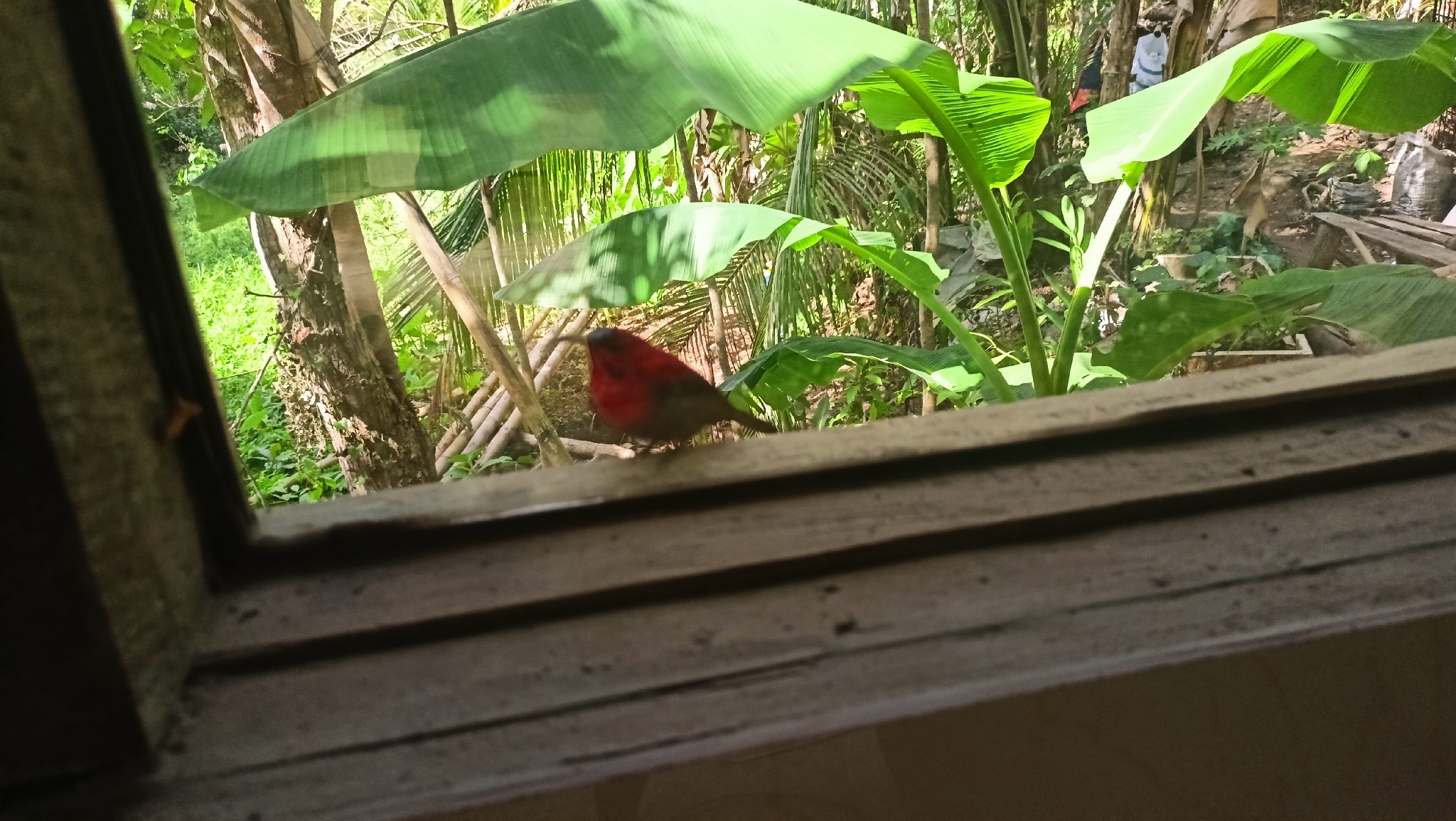 Magnificent Sunbird (Aethopyga magnifica), photo 5