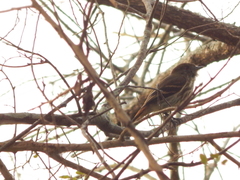 Knipolegus cyanirostris